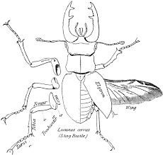Diagram Of A Dung Beetle Google Search Scientific Illustration Biology Art Stag Beetle