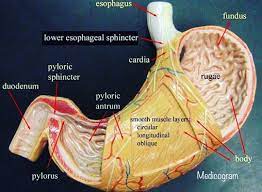 Digestive system stomach model labeled. Medicogram On Instagram Stomach The Stomach Is A Major Digestive Organ In The Digestive Sys Anatomy Models Labeled Anatomy Models Digestive System Anatomy