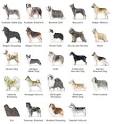 Herding Dog Breeds - Best Herding Dogs