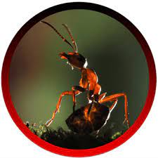Ventura county, california, united states, north america geographical coordinates: Pest Control Best Pest Control Service In Ventura County And Los Angeles County Ca