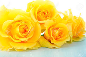 Maybe you would like to learn more about one of these? Beautiful Yellow Roses The Symbol Of Love And Friendship On Rustic Wood Table Stock Photo Picture And Royalty Free Image Image 41511314