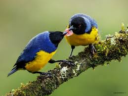 Image result for Buchnera nigricans