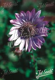 Image result for Berkheya speciosa