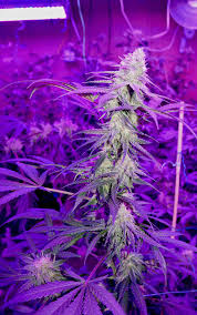 There are numerous types of cultivation lights. Success Secrets Using Led Grow Lights For Marijuana Growing Growing Marijuana Perfectly