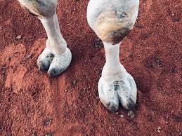 A weak camel can get hurt easily, especially if it is not accustomed to bearing so much weight. Camel Toes Pics
