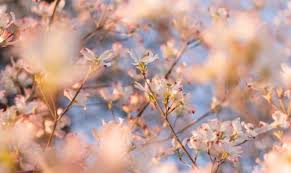 Весна — в саду ягода (2020) весна — стоп, стоп, стёпа (2020) весна — поцелуев волшебство (2020) Vesna Oboi Na Rabochij Stol