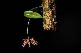 Image result for Bulbophyllum longiflorum