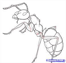 Simple Ant Body How To Draw Ants Step 21 Ant Art Bugs Drawing Drawings