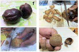 Cara konsumsi buah zuriat untuk promil. Cara Sediakan Air Rebusan Buah Zuriat Bantu Wanita Ini Hamil Selepas 2 Tahun Menunggu Vanilla Kismis