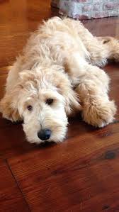 My Goldendoodle Roux Labradoodle Puppy Cute Dogs Australian Labradoodle Puppies