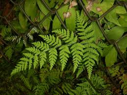 Image result for Aleuritopteris welwitschii