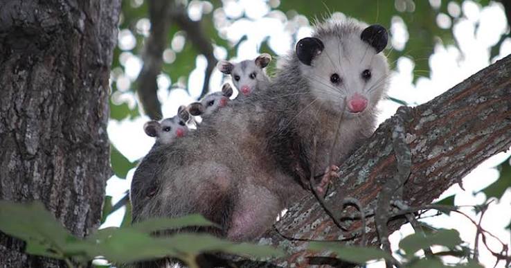Opossum