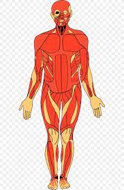 Human Body Clipart Free Human Body Anatomy Body Anatomy Human Body