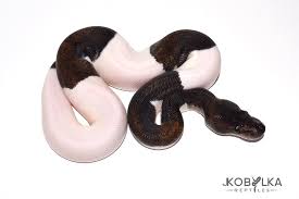 Everything good takes time and patience.#pandapied #ballpythons #pied Jkr Just Hatched The Suma Pied