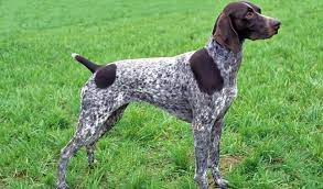 Is the german shorthaired pointer the right dog breed for you? German Shorthaired Pointer Dog Breed Information