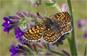 Image result for Melitaea cinxia