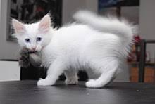 The shape of the angora's head is in a reversed triangle, and you will notice that the head is usually covered by a greater amount of hair. Turkish Angora Wikipedia