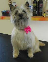 2,785 likes · 1 talking about this. Dog Grooming Salon And Spa Conway Nh
