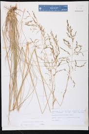 Image result for Eragrostis curvula