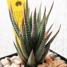 Image result for Habenaria attenuata