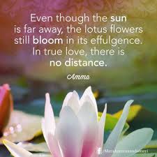 Even Though The Sun Is Far Away The Lotus Flowers Still Bloom In Its Effulgence In True Love There Is No Dista In 2020 Lotus Flower Quote Flower Quotes Lotus Quote