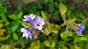 Image result for Eranthemum pulchellum