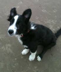 How do you spell dog. There S Magic In The Word No But Only If You Know The Spell Dog Star Daily