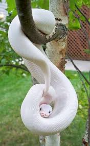 Ooooh Pretty Rare Albino Animals Albino Animals Animals Beautiful