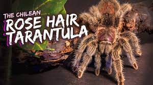 Tarantulas are known for their long lifespans. 7 Oldest Spiders In The World Oldest Org