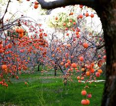 People, who would consider purchasing fruit trees normally expect to eat the fruits (eventually) when ripen. Kaki Trees In North Lebanon Kaki Persimmon Fruits North Governorate Lebanon In A Picture