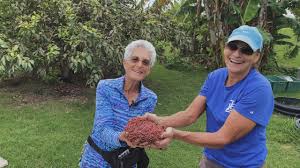 What is it and how can it help your garden flourish? Harvesting Vermicast Zero Waste Worm Ohana