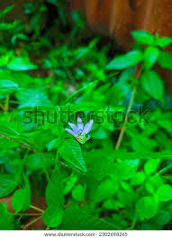 Image result for Cleome rutidosperma