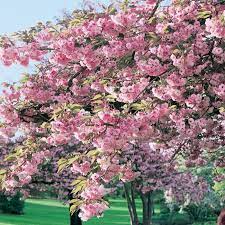 Note editor software for windows. Cherry Blossom Sekiyama