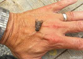 Just the regular crowd of mosquitoes, noseeums, and horse. Summer S Biggest Pests Deer Flies And Horse Flies Slash Their Way Into Your Skin