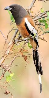 Black Bird With Long Tail India Pinterest
