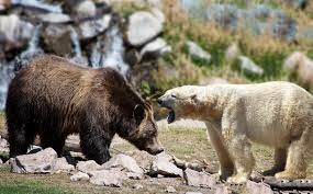 Кто сильнее гризли или белый медведь