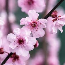 The following 4 files are in this category, out of 4 total. 4ft Flowering Plum Tree Bare Root Prunus X Blireana 31 99