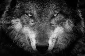 Grey Wolf 4k Ultra Fondo De Pantalla Hd Fondo De Escritorio 4404x2936 Id 716592 Wallpaper Abyss Please wait while your url is generating. grey wolf 4k ultra fondo de pantalla hd fondo de escritorio 4404x2936 id 716592 wallpaper abyss