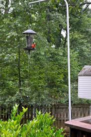 Diy Bird Feeder Pole System How To Stop Squirrels From Climbing A Bird Feeder Pole Chatfield Court In 2020 Best Bird Feeders Diy Bird Feeder Bird Feeder Poles
