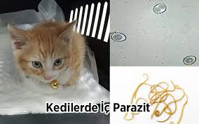 Blog Cat Hospital Resmi Web Sitesi