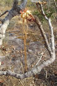 Image result for Strophanthus eminii