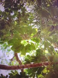 Image result for Heywoodia lucens