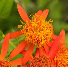 Image result for Pseudogynoxys