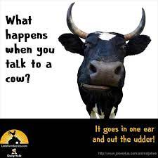 Joke Gallery Stupid Jokes Cheesy Jokes Punny Jokes