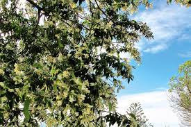 We did not find results for: 8 Fast Growing Trees To Plant For Privacy Stuff Co Nz