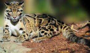 Saat ini kisaran harga untuk anak anjing dan kucing hutan dewasa adalah rp. Harga Kucing Hutan Terbaru 2020
