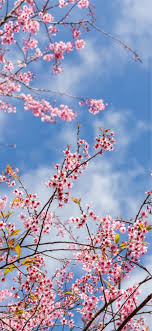 Explore theotaku.com's card captor sakura iphone wallpaper site, with 24 stunning iphone retina hd wallpapers, created by our talented and friendly community. Spring Sakura Flowering Pink Flowers Twigs 1125x24 Iphone X Wallpapers Free Download