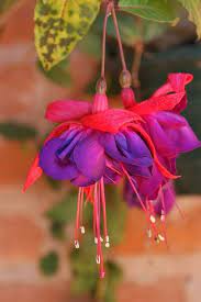 Free Image On Pixabay Fuchsia Flowers Pink Purple Fuchsia Flower Flowers Flower Images