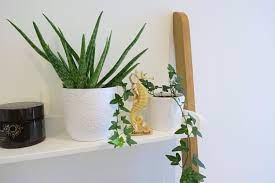 Rein optisch erkennst du die allermeisten arten der aloe vera pflanze an den immergrünen blattrosetten, einige wenige arten wachsen aber auch strauchförmig. 12 Badezimmer Pflanzen Die Besten Badpflanzen Uberblick