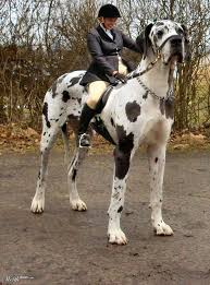 Cute Dogs Pets Great Dane Tallest Dog In The World Pictures Giant Dogs Mastiff Breeds Cute Dogs